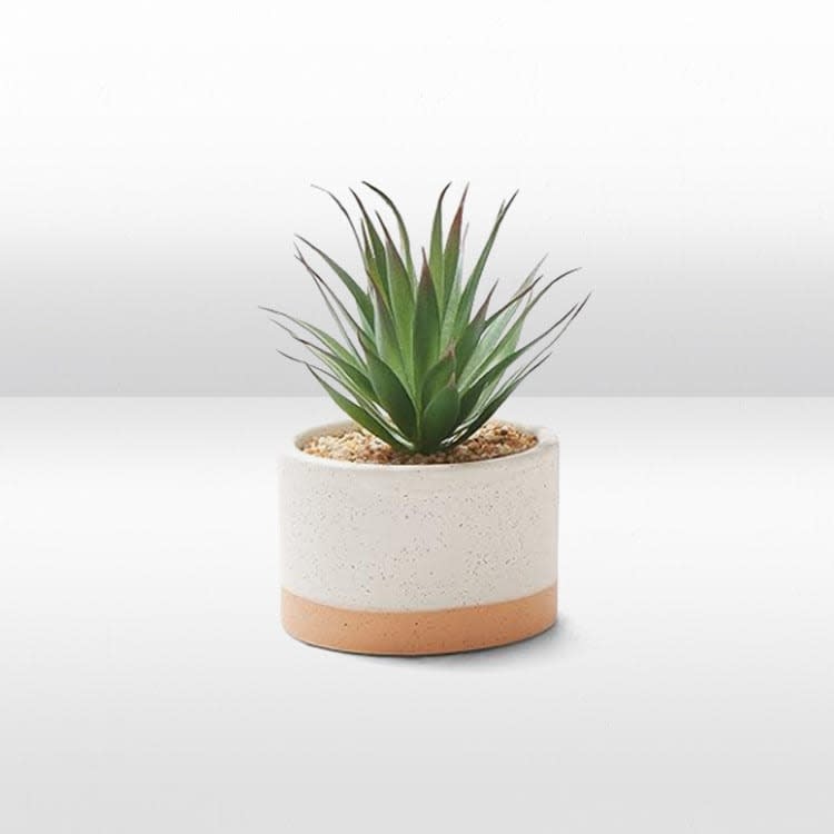 Plant - Mini Succulent  - Ceramic Pot view 2