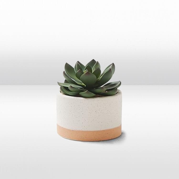 Plant - Mini Succulent  - Ceramic Pot view 3