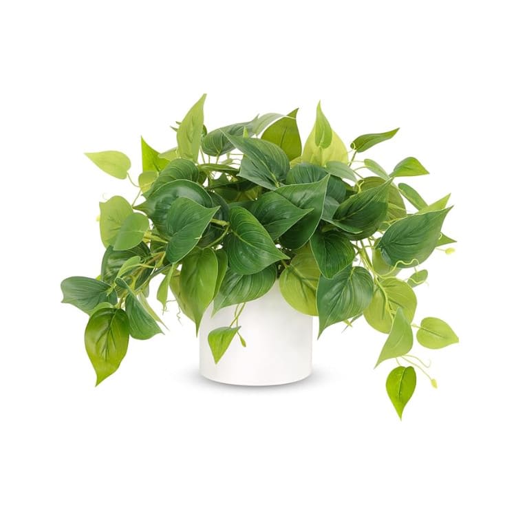 Plant - House Plant - White Pot