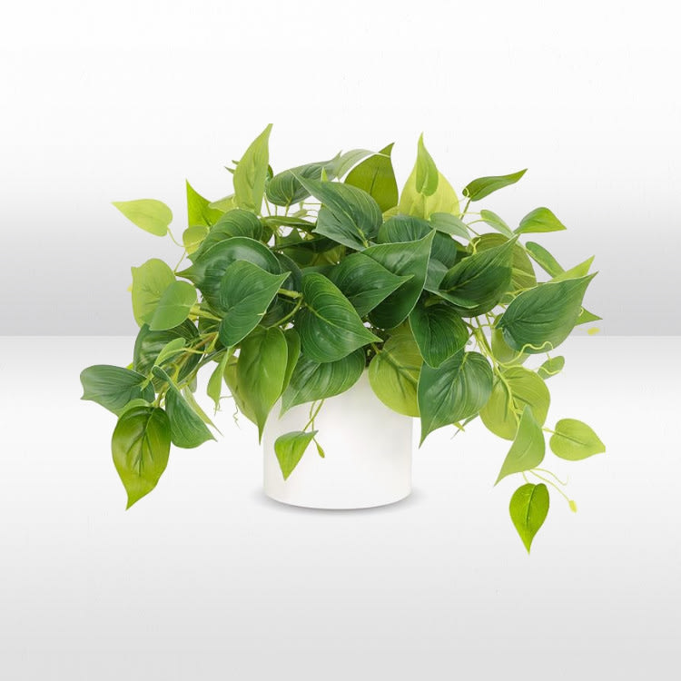 Plant - House Plant - White Pot view 2