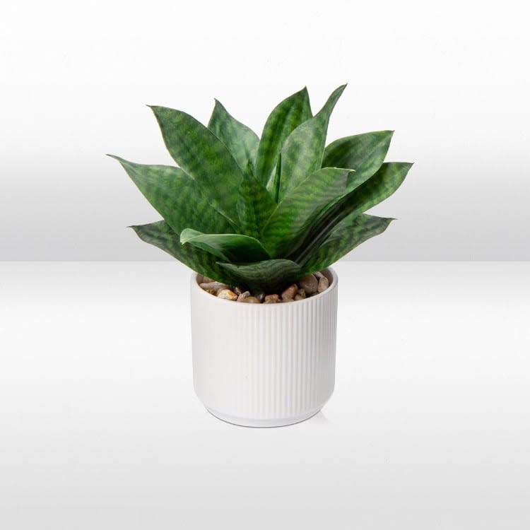 Plant - Mini Snake Plant view 2
