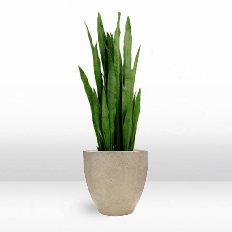 Plant - Snake view 2