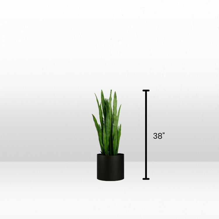 Plant - Snake view 3