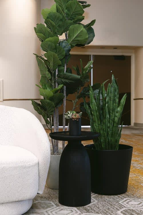 Plant - Snake view 5