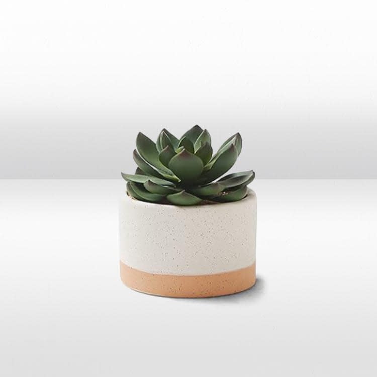 Plant - Mini Agave - Ceramic Pot view 2