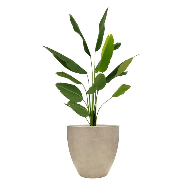 Plant - Banana
