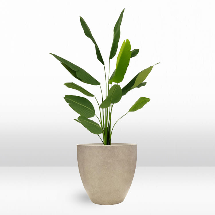 Plant - Banana view 2