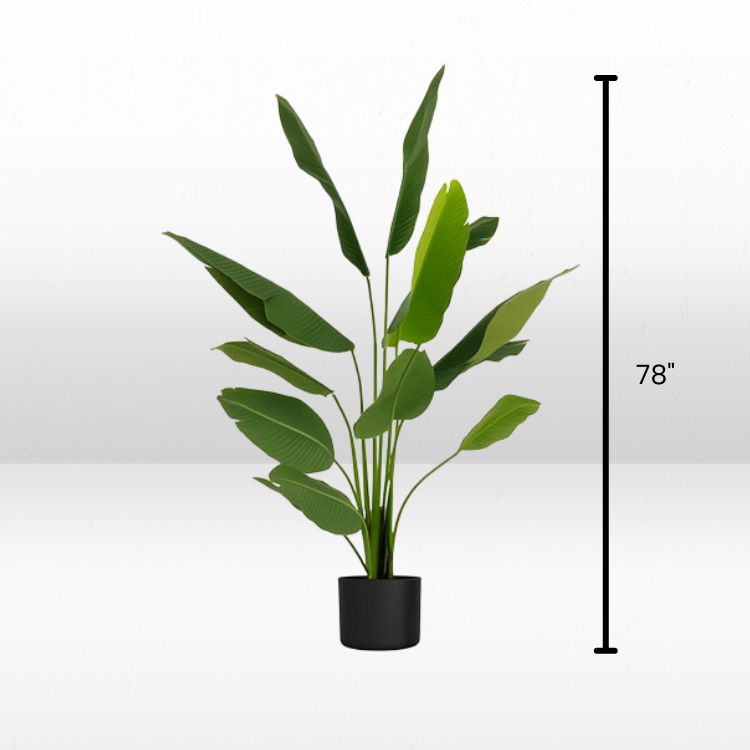 Plant - Banana view 3