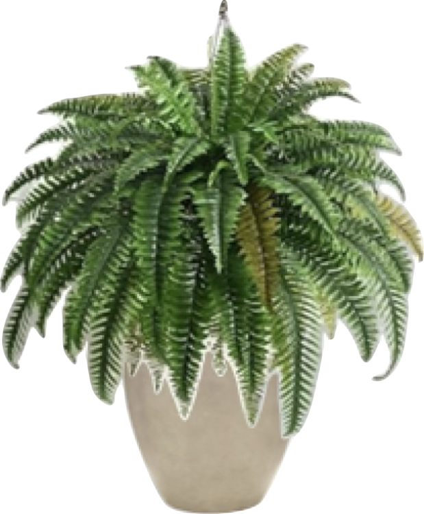 Plant - Fern