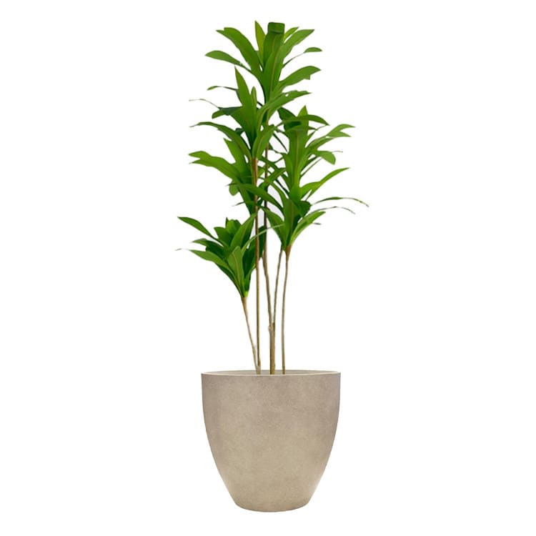 Plant - Dragon
