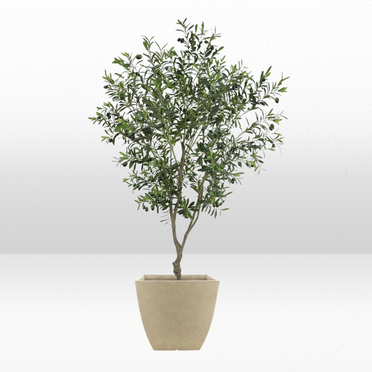Plant - Olive Tree view 3