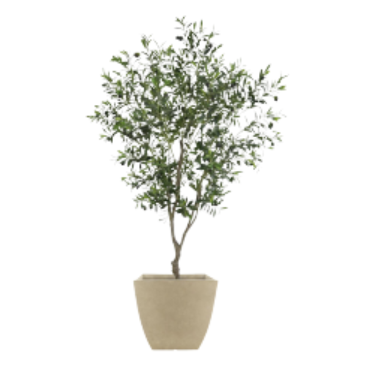 Plant - Olive Tree