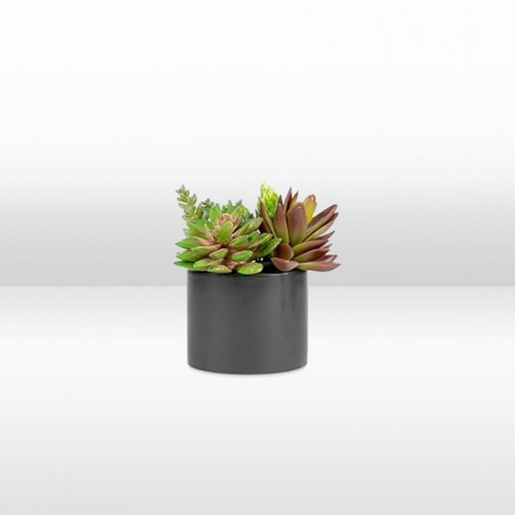 Plant - Succulent Arrangement - Small view 2