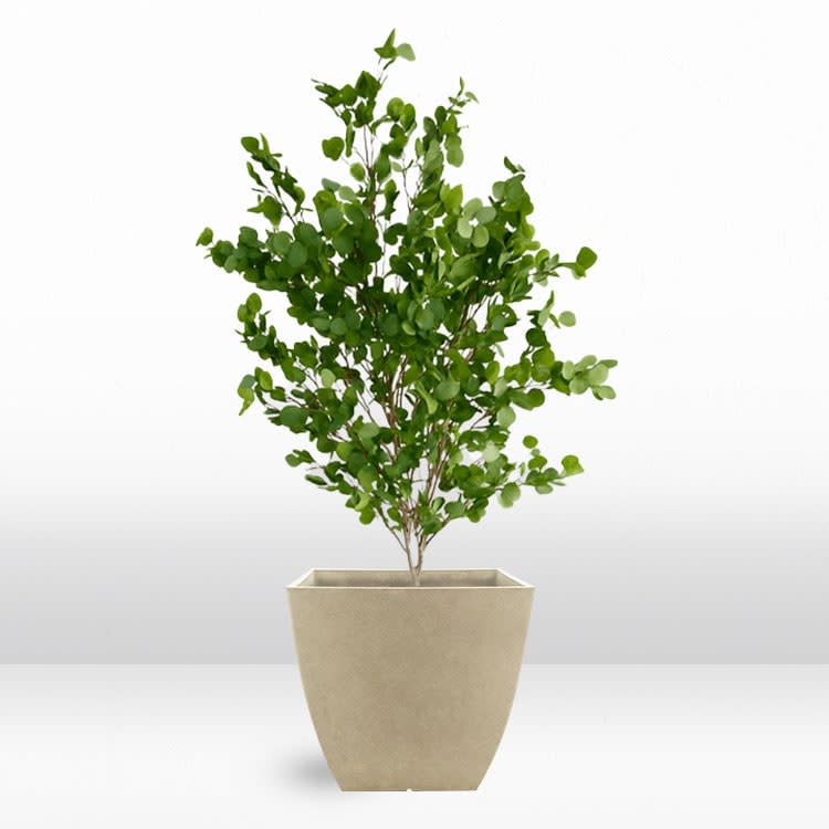 Plant - Eucalyptus view 2