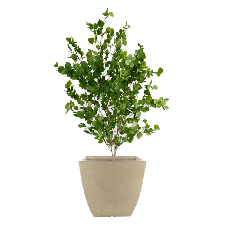Plant - Eucalyptus