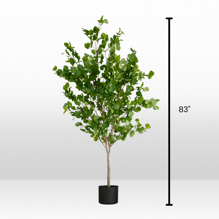 Plant - Eucalyptus view 4