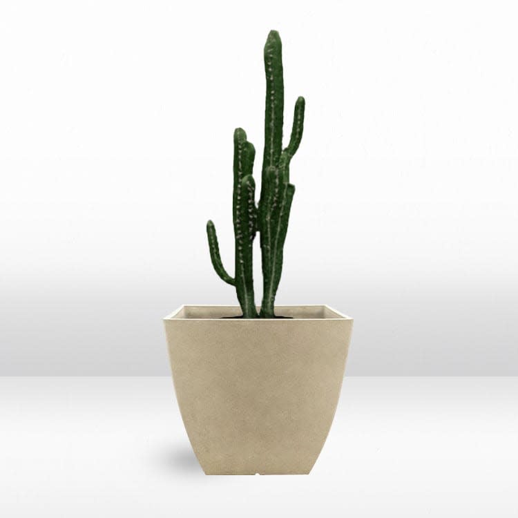 Plant - Baja Finger view 2