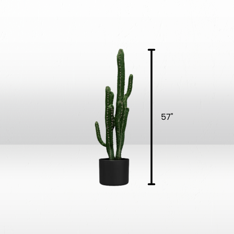 Plant - Baja Finger view 3