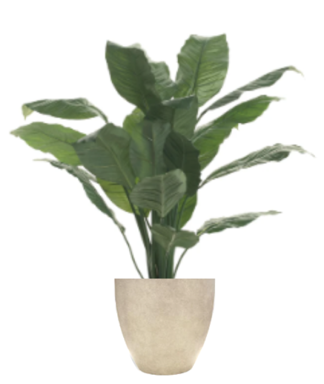 Plant - King Spath