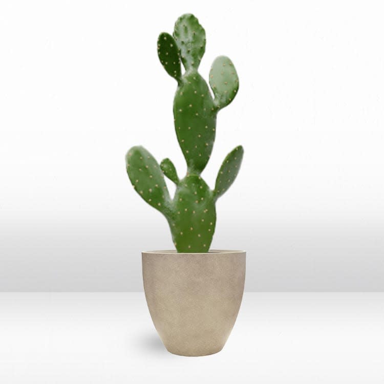 Plant - Prickly Pear view 2