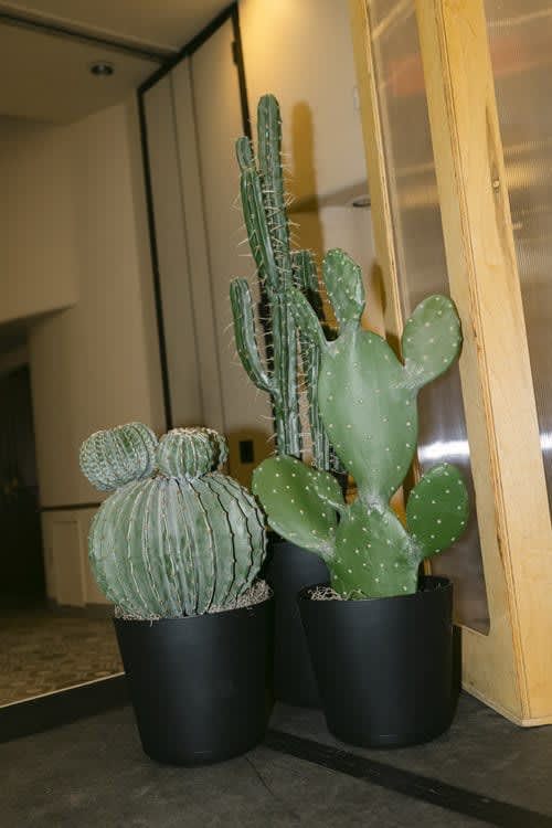 Plant - Prickly Pear view 5