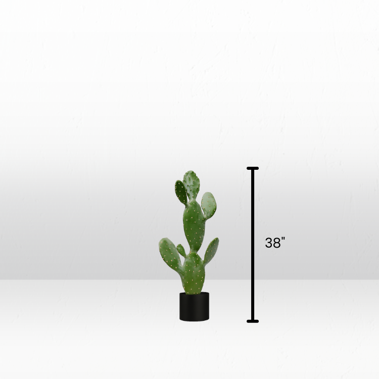 Plant - Prickly Pear view 6