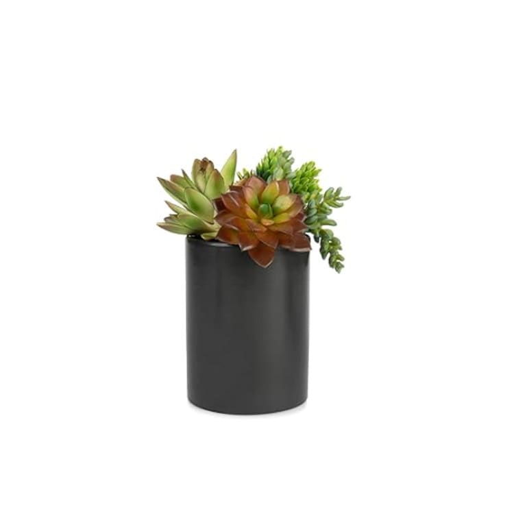Plant - Succulent Arrangement - Medium