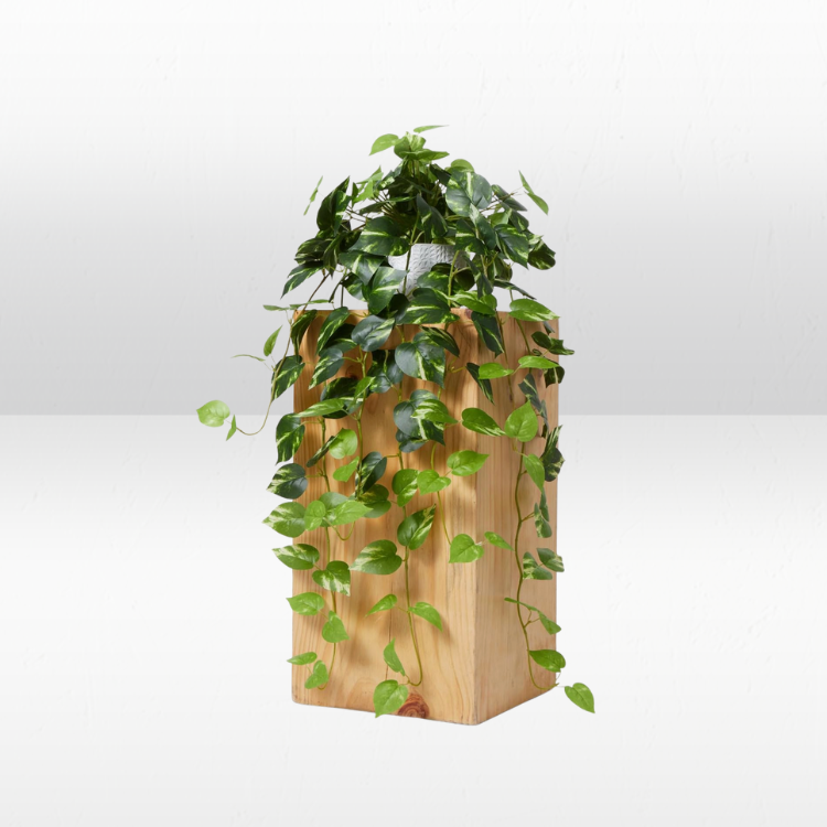 Plant - House Plant Cascade view 2
