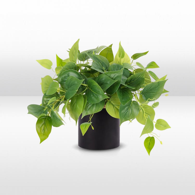 Plant - House Plant - Black Pot view 2