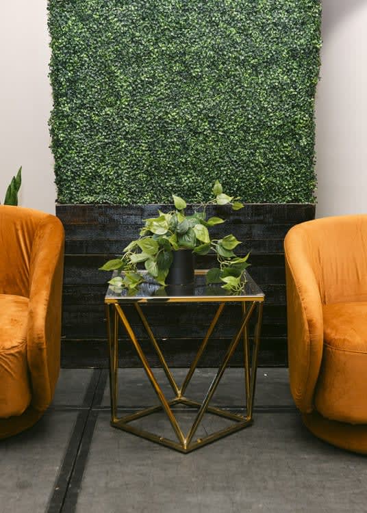 Plant - House Plant - Black Pot view 3