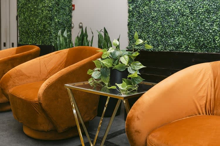Plant - House Plant - Black Pot view 4