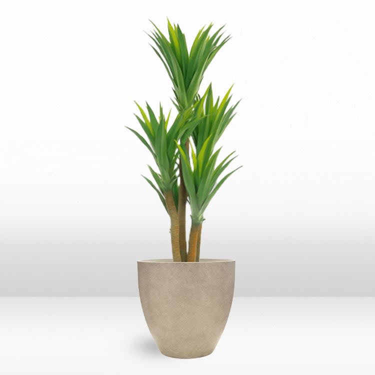 Plant - Cane Yucca view 2