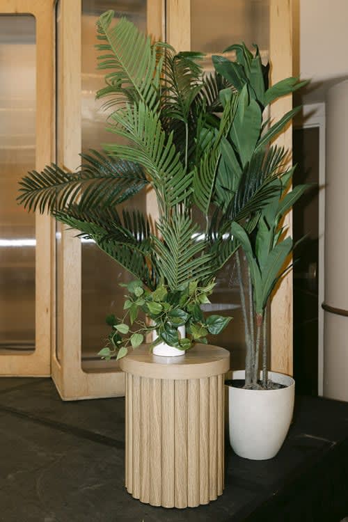 Plant - Cane Yucca view 4