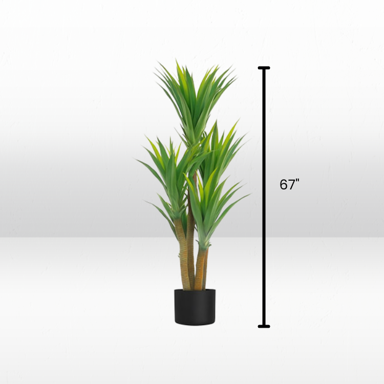 Plant - Cane Yucca view 5