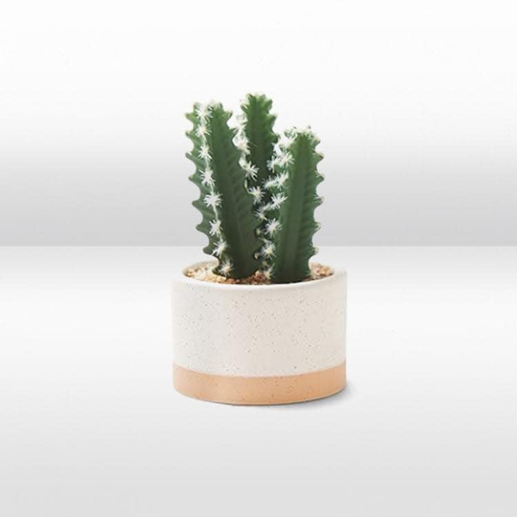 Plant - Mini Cactus  - Ceramic Pot view 2