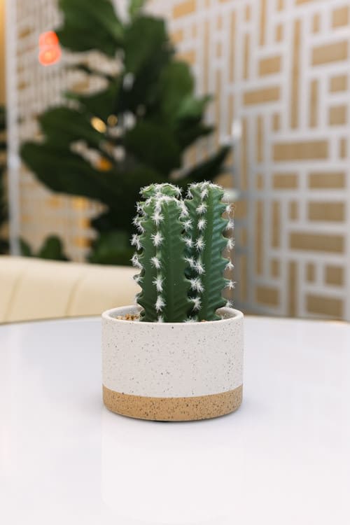 Plant - Mini Cactus  - Ceramic Pot view 3