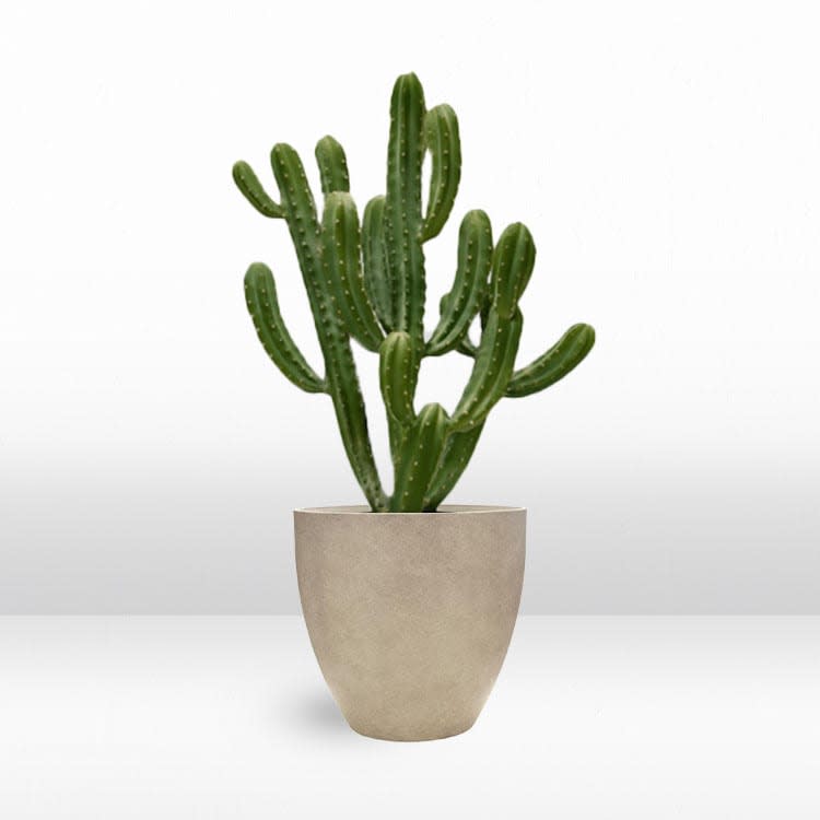 Plant - Cowboy view 2