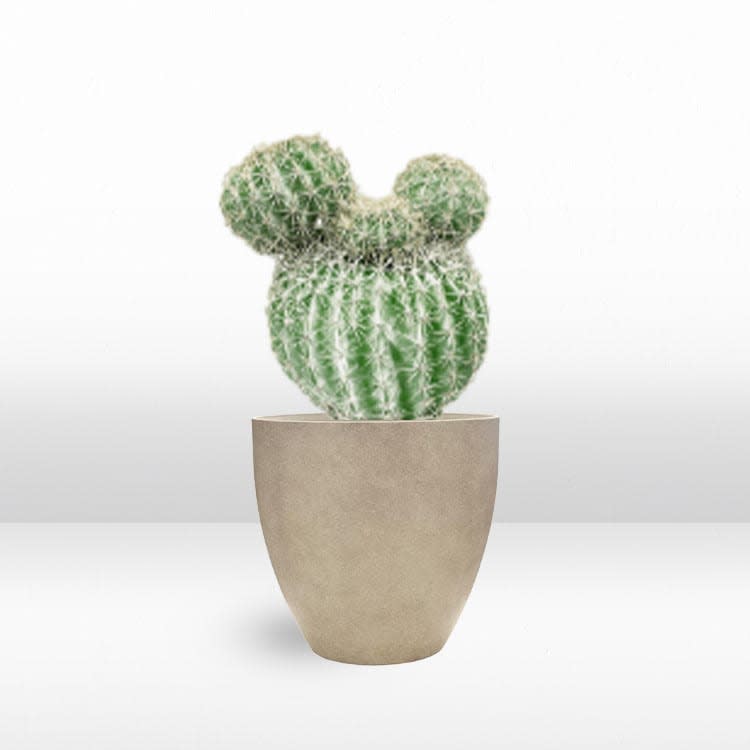 Plant - Silver Ball view 2