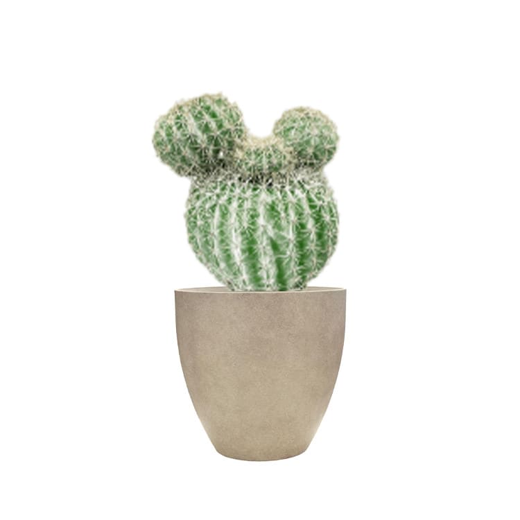 Plant - Silver Ball