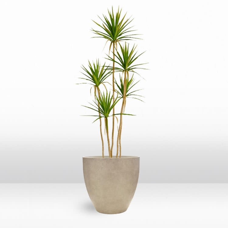 Plant - Spanish Dagger view 2