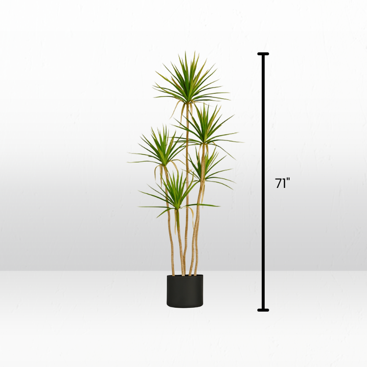 Plant - Spanish Dagger view 3