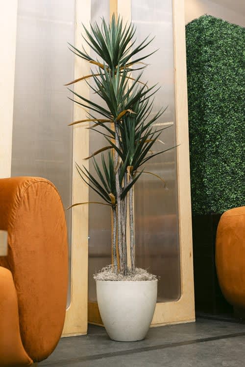 Plant - Spanish Dagger view 4