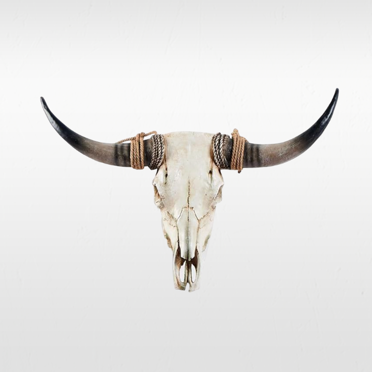 Large Cow Skull view 2