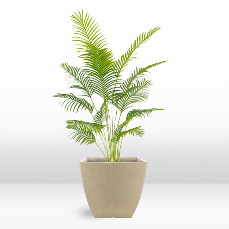 Plant - Palm view 2