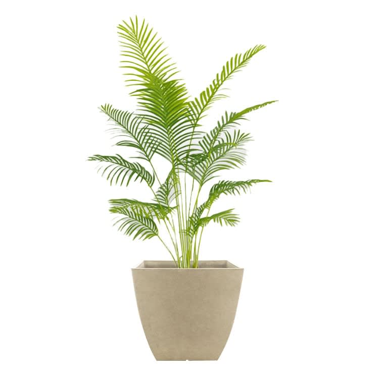 Plant - Palm