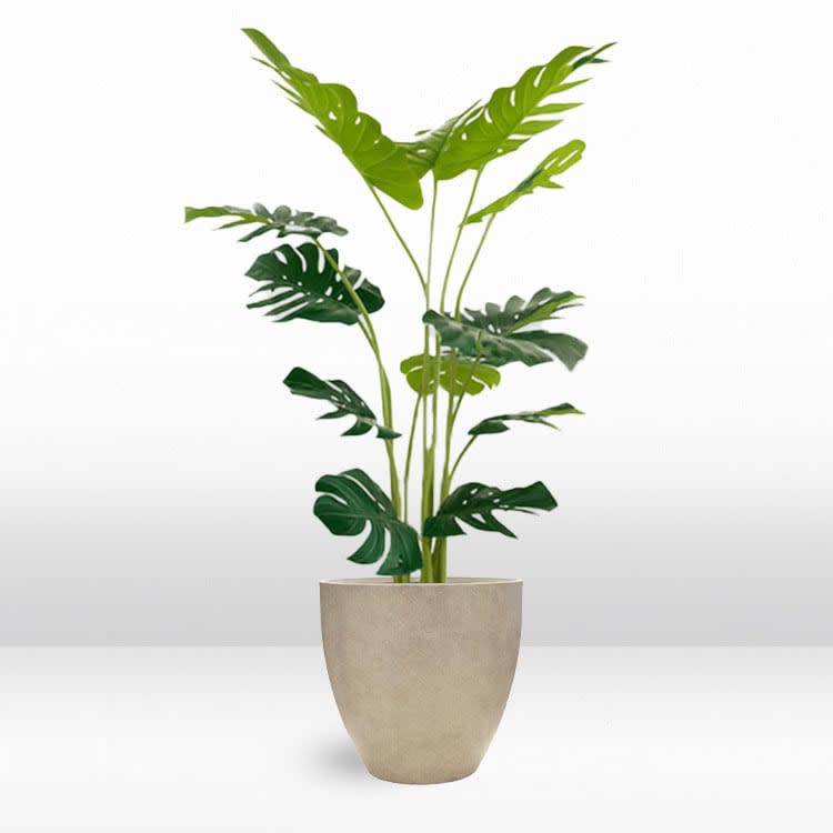 Plant - Monstera view 2