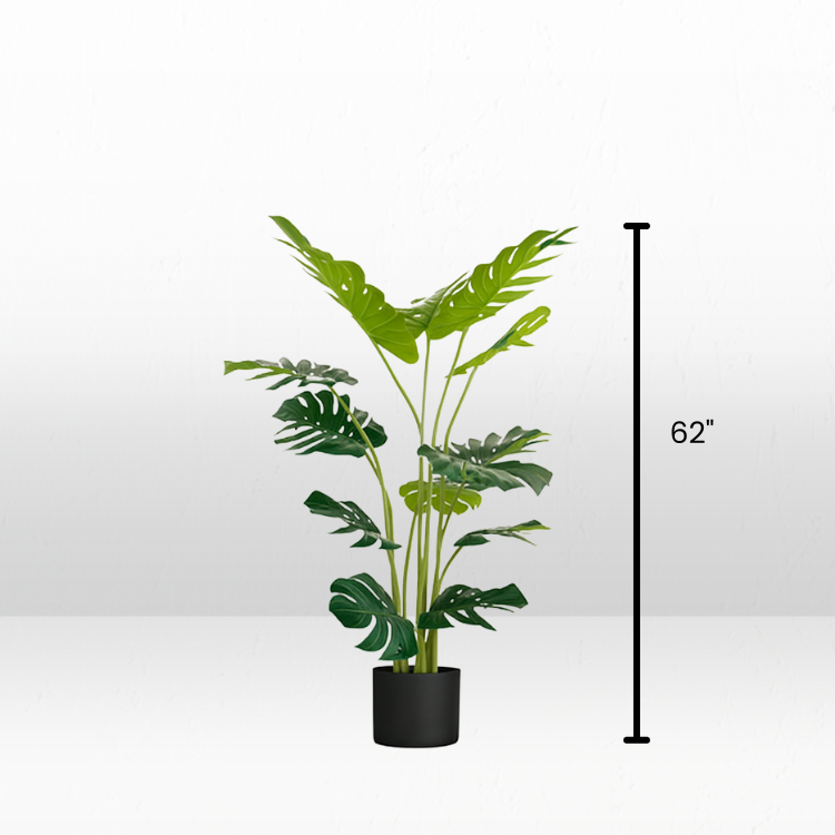 Plant - Monstera view 3