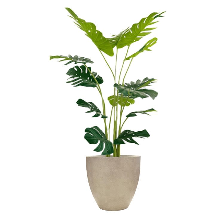 Plant - Monstera