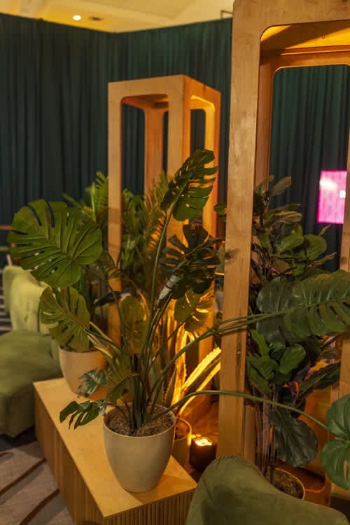 Plant - Monstera view 5