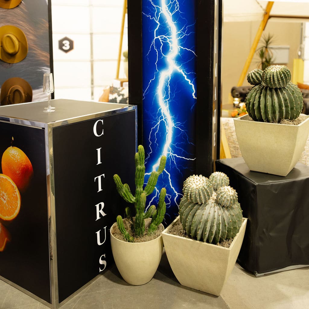 Plant - Tree Cactus view 3